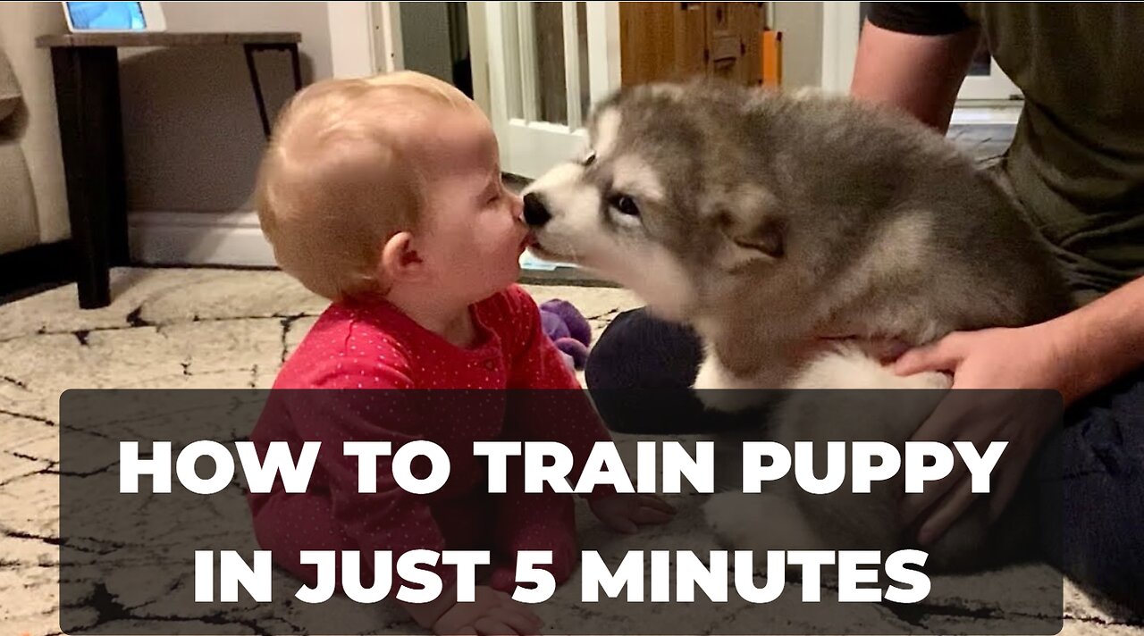 How To Train Puppy In Just 5 Minutes