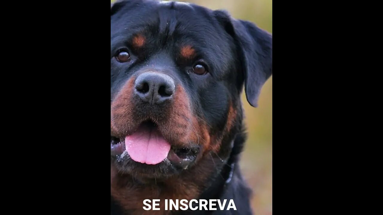 Pitbull vs Rottweiler: Qual a Mordida Mais Forte?