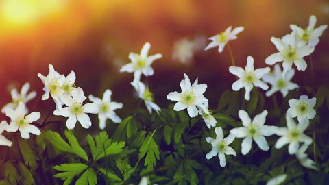 Peaceful Instrumental Music, Quiet Soft Meditation