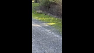 Rabbit Hops Away on Hike