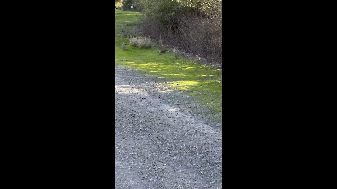 Rabbit Hops Away on Hike