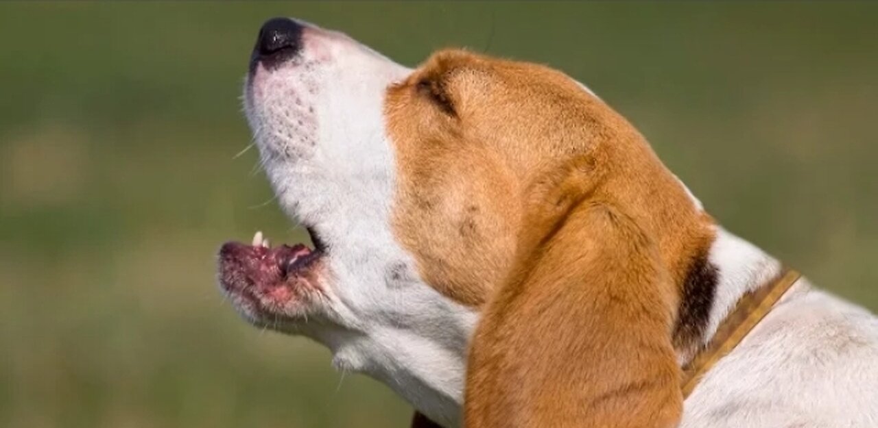 Top 10 dog funny video compilation 2023