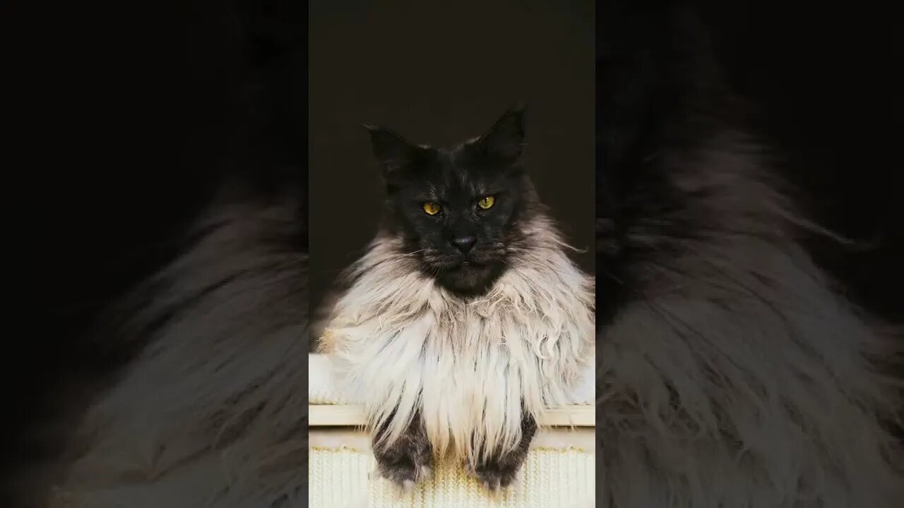 Big cats