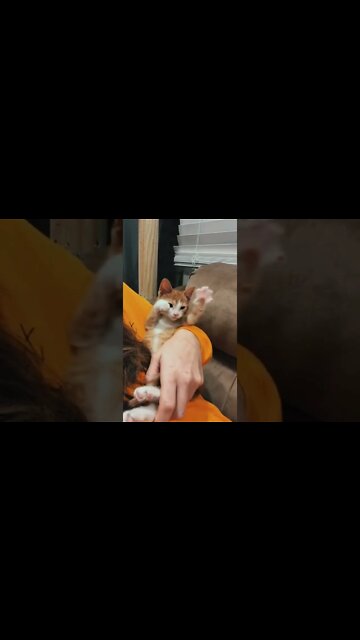 Orders are backed up, understaffed, underpaid,cat is just trying to make it in the biscuit world