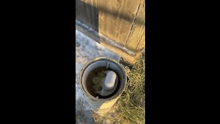 Drinking post Waterer problem shooting