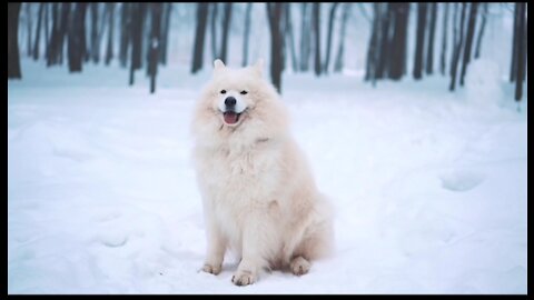 Dog enjoy in snow