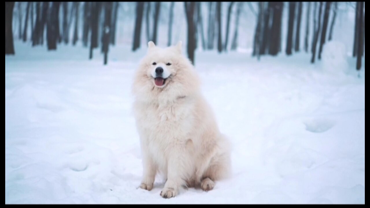 Dog enjoy in snow