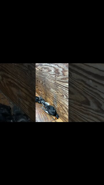 Outer Banks Duck Hunting. Ready for more of this #Waterfowl #Outdoors #Shorts