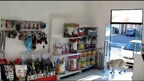 Self-Service in a Pet Shop 😂