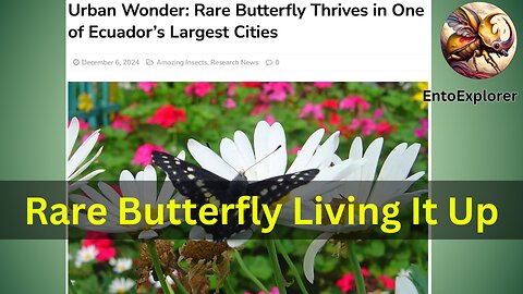 Rare Butterfly Found Thriving in Unexpected Place