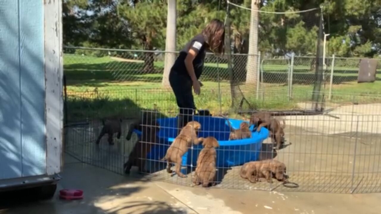 First swim for the puppies