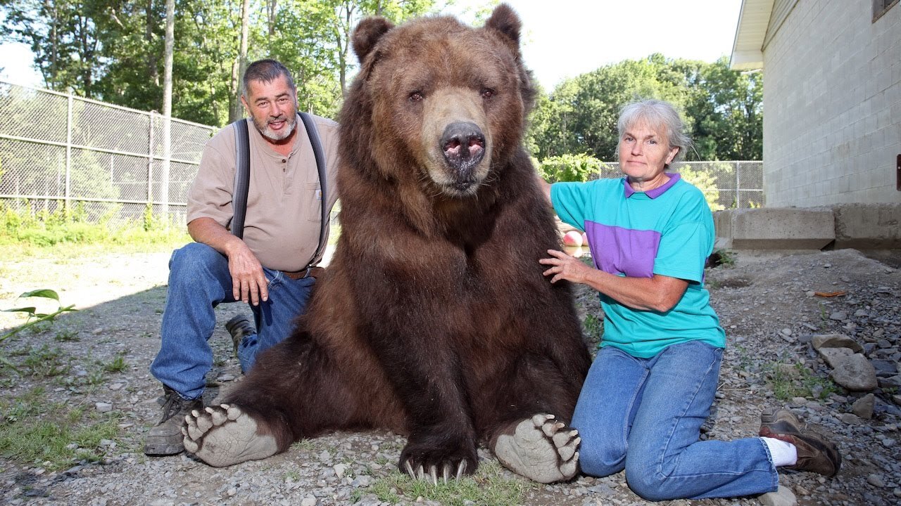 "Our Big Bear Family" is a heartwarming community connecting bear