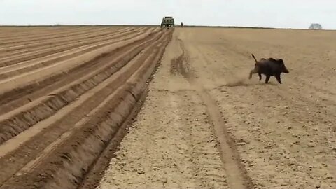 Wild Pigs in Poland