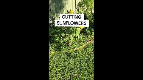 cutting sunflowers