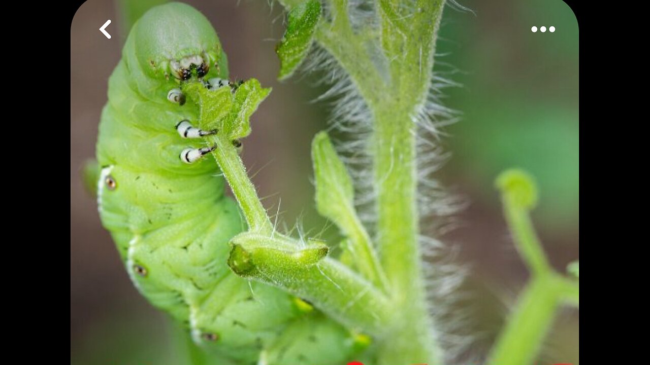 Hornworms