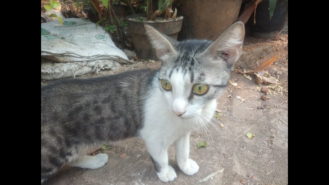 A cat with multiple personalities