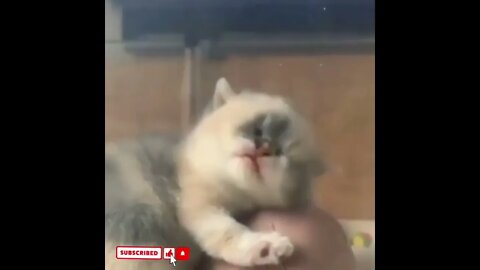 cute cat videos 😹 funny videos 😂1620