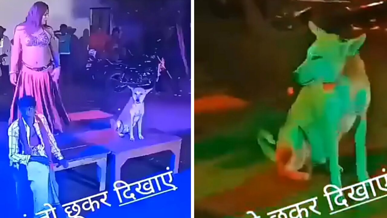 dog watching dance