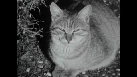 Elderly Women Rescue Cats