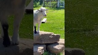 Goats are cute animals