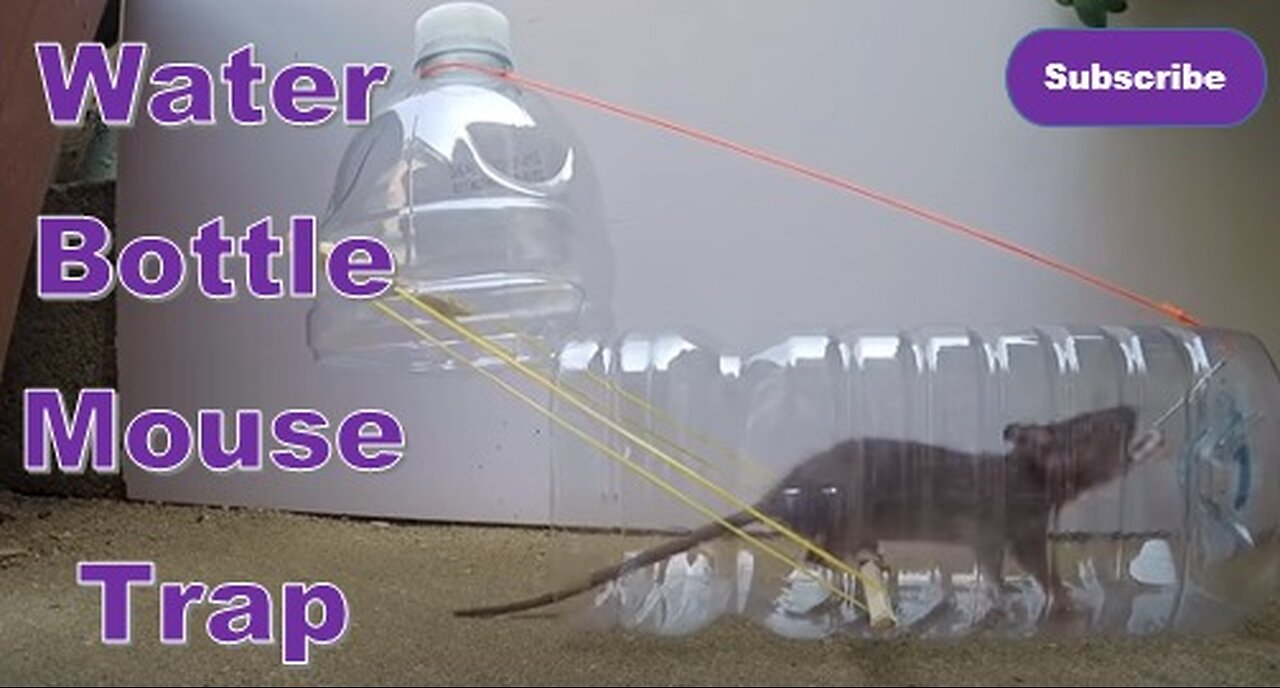 Water Bottle Mouse Trap | Rat Trap