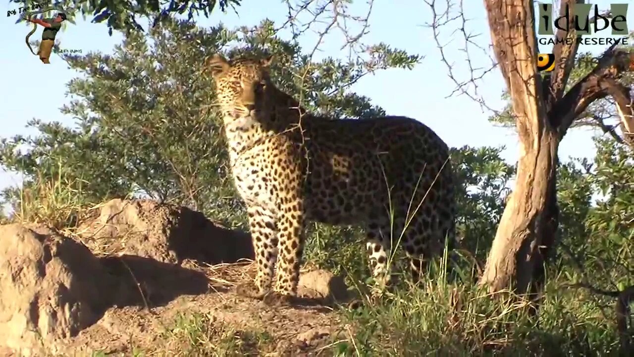 Leopard And Cub - Life Outside The Bushcamp - 23: Mum Catches A Duiker