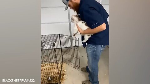 If you laugh you lose 🤣🤣🤣🤣 funny and cute animal video follow if you want more funny video