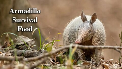 Armadillo survival food #shorts survival | Bushcraft