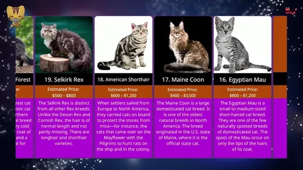 20 Most Expensive Cats Breeds in the World