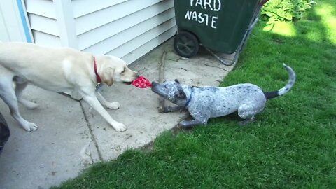 Yellow Labrador vs. Blue Heeler