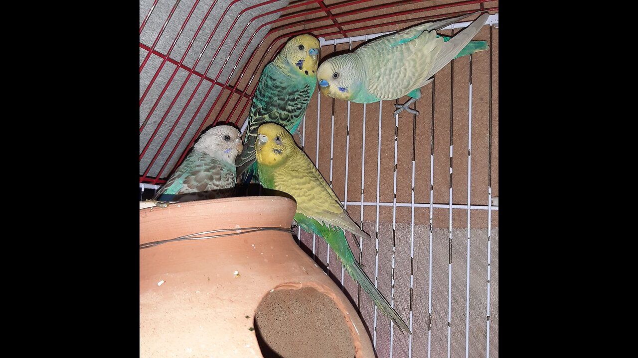 My sweet rainbow budgies