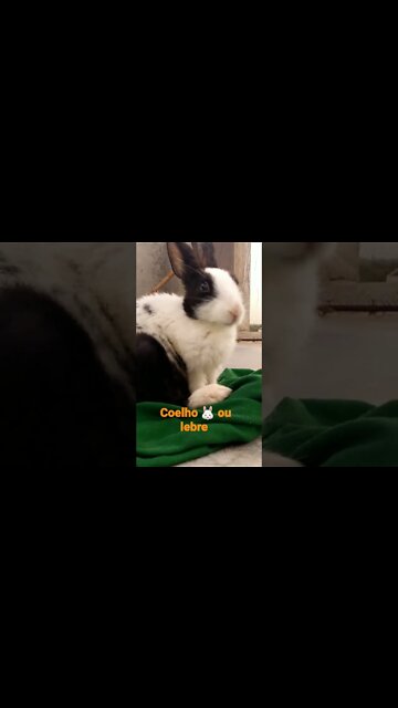 NO REINO DOS ANIMAIS.