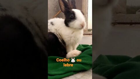 NO REINO DOS ANIMAIS.