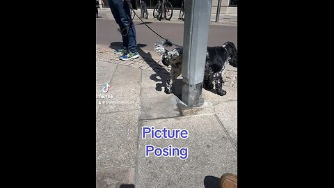 Dog posses for picture