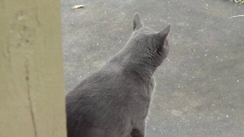 Hawk & Crows Working Out Issues - Just Trying To Get On Camera - Mokie Cat Visit