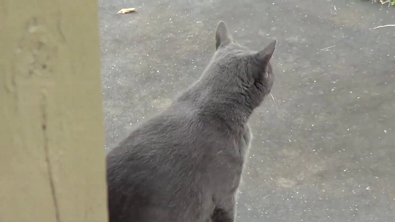 Hawk & Crows Working Out Issues - Just Trying To Get On Camera - Mokie Cat Visit