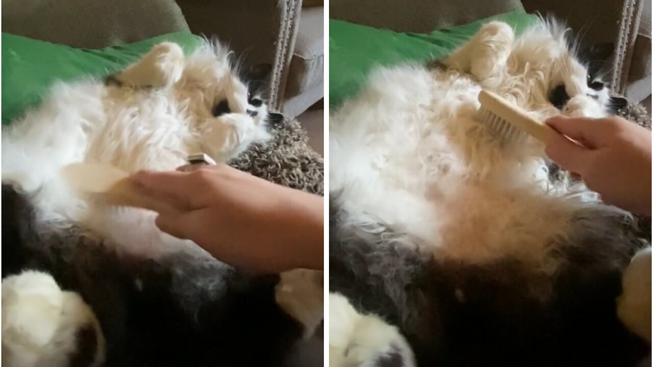 Massive Cute Cat Likes When I Brush The Stomach