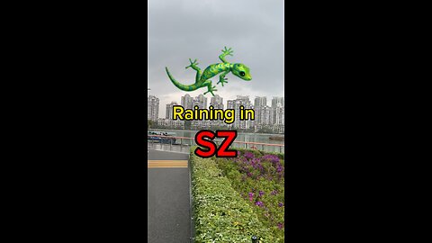 Lizard in the rain🇨🇳 #shenzhen #thanlan #SZ #gecko #Lizard #China #Hansen