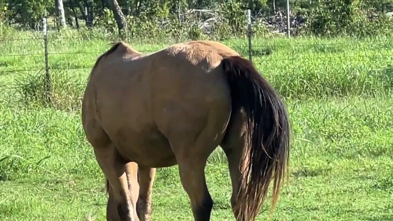 Morning Walk and Talk - Horses & Critter Watch - I Hear Horses