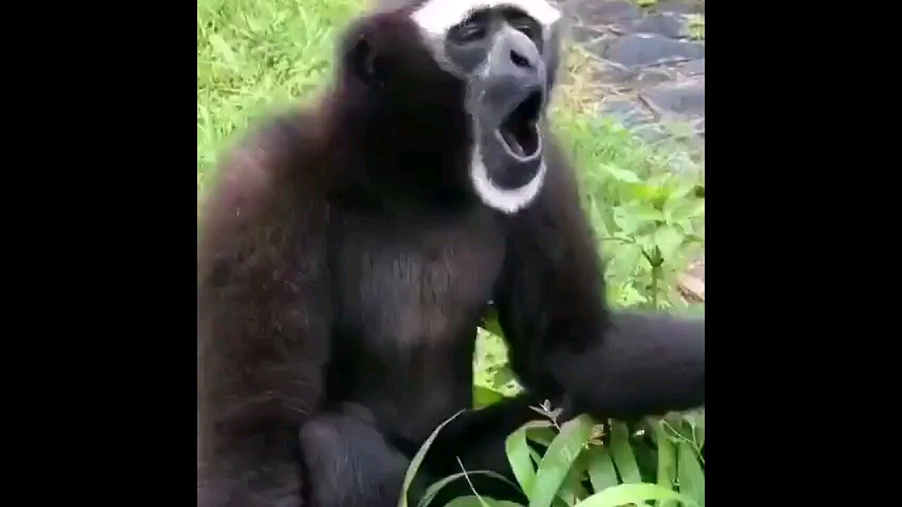 Funny Monkey#Cute Aminal Video#Monkey