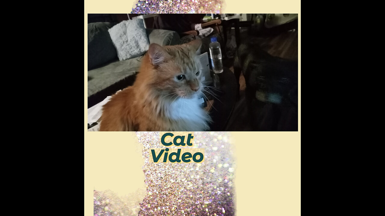 Skittles the cat