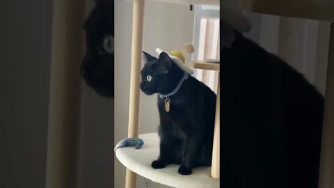 cute cat beautiful cat 🐈🐈🐈#short #funnyviral #funnycat