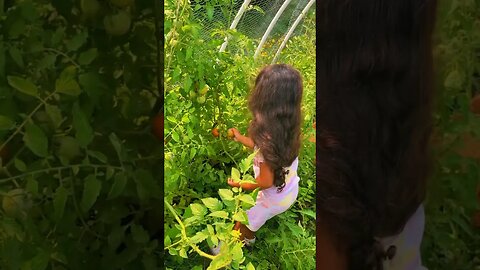 FOUND HER PICKING 🍅’s #toddlers #gardening #tomatoes #farmlife #homestead #cuteness #foryou #shorts