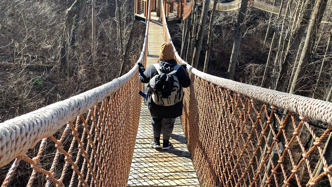 Treetop Skywalk at Anakeesta