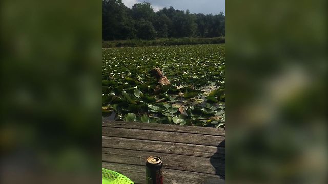 Dog Plays Lilly Pad Leap Frog