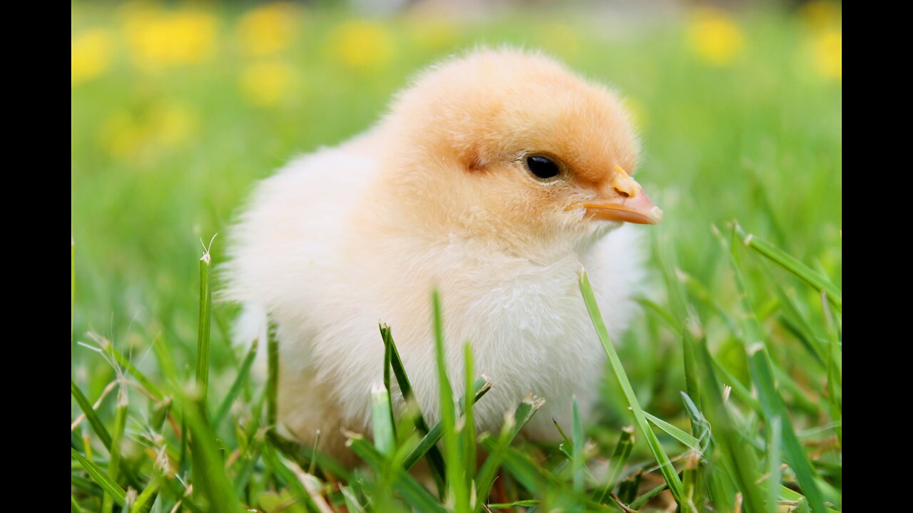 Chicken Training Video # 7 Raising Chicks