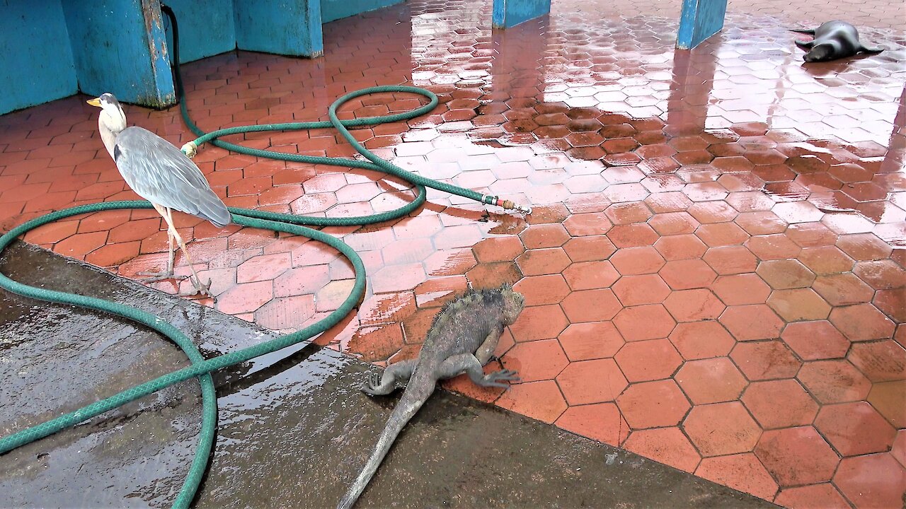 Fish market in the Galapagos Islands attracts many unusual creatures looking for a meal
