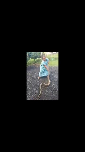 Indonesian Woman Teaches A Massive Snake Who Was Eating Her Chickens A Lesson
