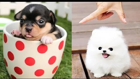 You will laugh at all the dogs😂 funny dog video