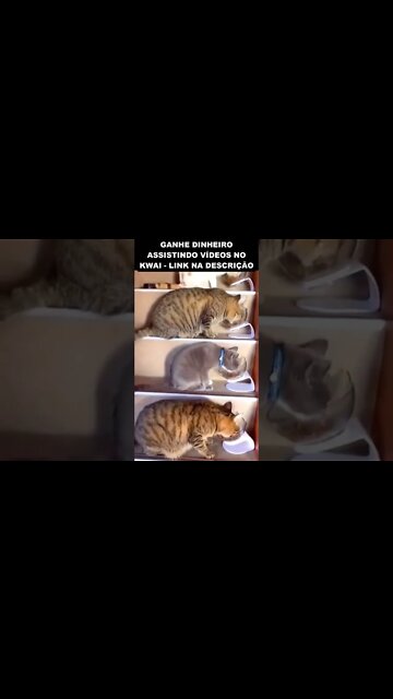 esse cara trabalha só pra alimentar os gatos